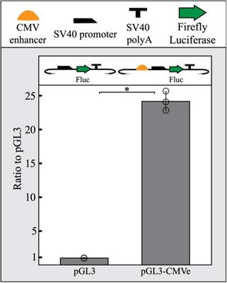 The Inducible lac Operator-Repressor System Is Functional in Zebrafish Cells